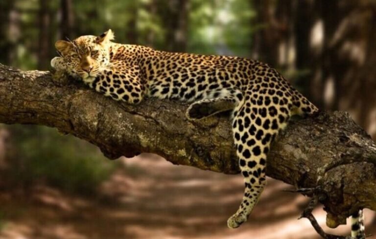 Yala National Park Safari