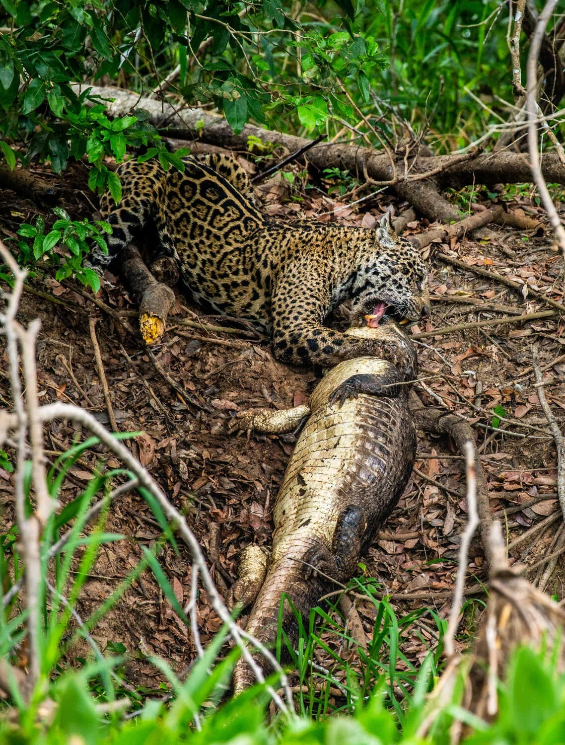 landing_page_image 48 e1756224235691