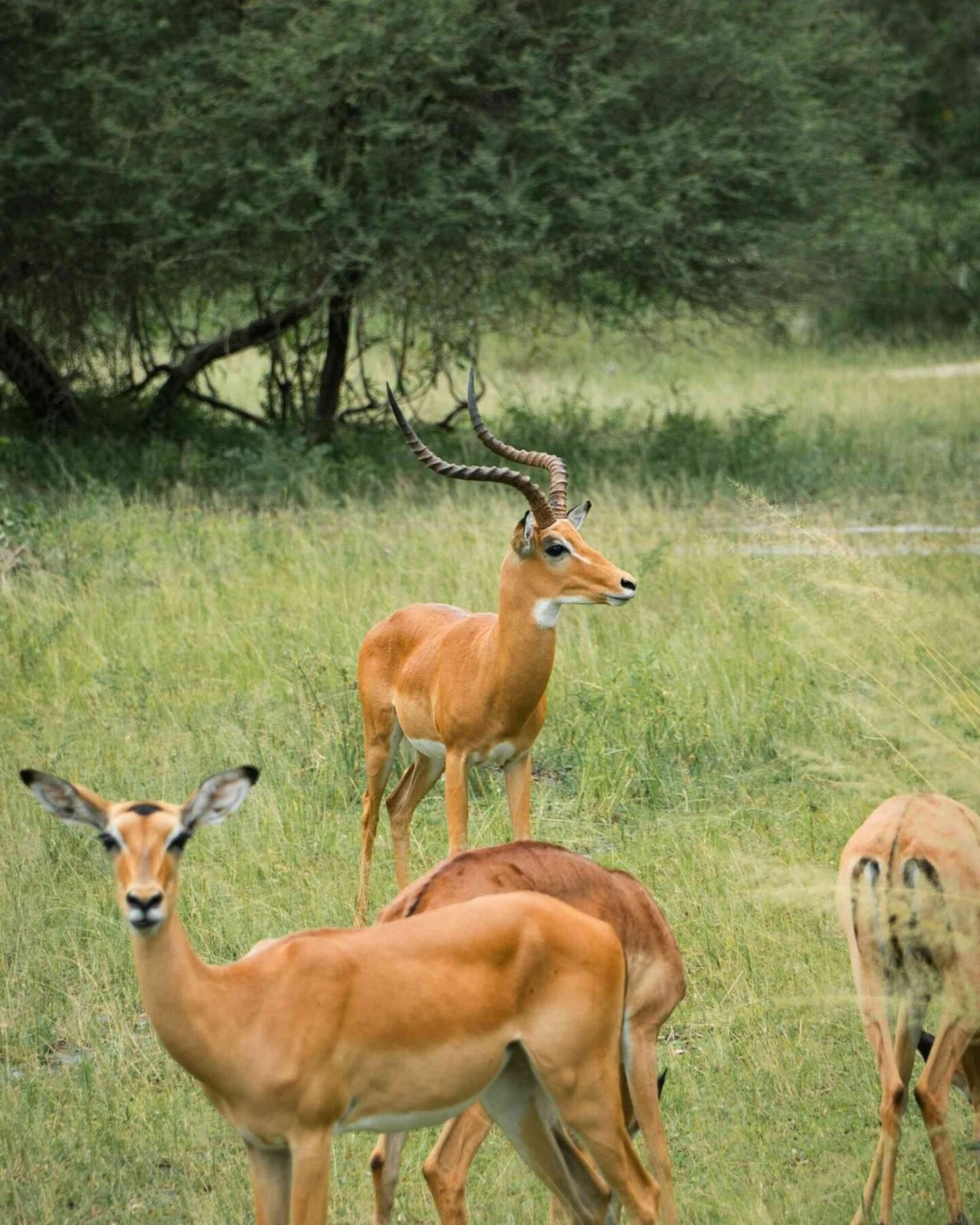 Yalla Safari Yalla Safari